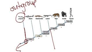 Cladogram for Q3 reteaching [upl. by Penrose]