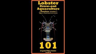 Tropical Spiny Rock Lobster 101  species Panulirus ornatus  Video 1of3 [upl. by Smith]