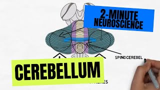 2Minute Neuroscience Cerebellum [upl. by Ainej965]