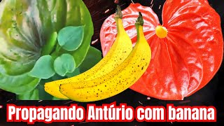 A descoberta incrível que fez um antúrio explodir com uma banana [upl. by Erodisi]