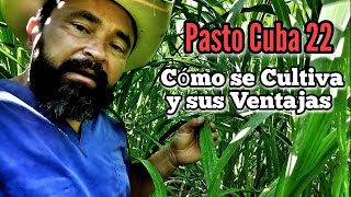 Pasto Cuba 22 cómo cultivarlo y sus Ventajas [upl. by Assed]