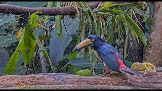 aracari under tail [upl. by Handal]