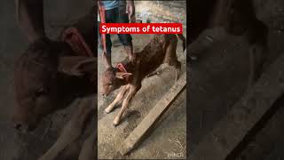 Symptoms of tetanus l dr umar khan [upl. by Llertnad]