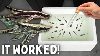 BREEDING Whiptail Catfish  50 Babies Made [upl. by Anirb]