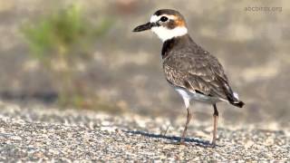 Wilsons Plover Call [upl. by Nosreg]