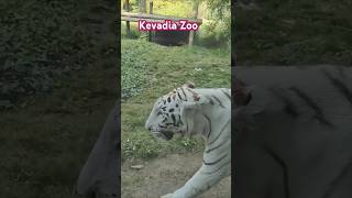 White Tiger kevadia shorts ytshorts shortsfeed tiger [upl. by Earlie]