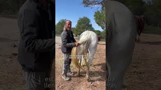 Vinagre de manzana🍏 y caballos🐴 [upl. by Hendrika]