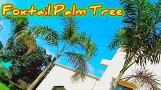 How to grow Foxtail palm tree  Care of Foxtail palm  Urdu Hindi [upl. by Lindsay]