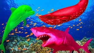 Finger Family Songs Colors Whale Shark  Sea Animals Colors Dolphin Finger Family Nursery Rhymes [upl. by Nollahp750]