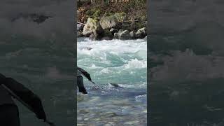 Its not easy to put a really big salmon in a net I ❤️ salmon fishing Vedder river Canada 🇨🇦 20 [upl. by Anhej521]