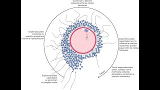 Gametogénesis y Fecundación [upl. by Inez]