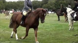 Red wins Ridden Cob [upl. by Catherine248]