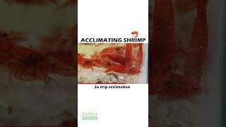 Acclimating Shrimp 🦐 PART 2 [upl. by Nuawad]