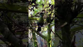 New bird released in the aviary male white cheeked turaco is greeted by the waiting female🤩♥️ [upl. by Haimorej459]