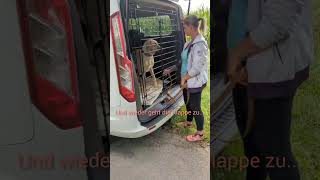 Training mit Broholmer Langsam und nur mit Freigabe aus dem Auto broholmer hundetraining [upl. by Eaton]