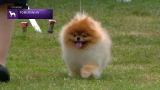 Pomeranians  Breed Judging 2022 [upl. by Eugene]