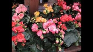 Caring And Growing Method Of Begonias  Best Winter plant  Easy Gardening Skills [upl. by Llerihs]