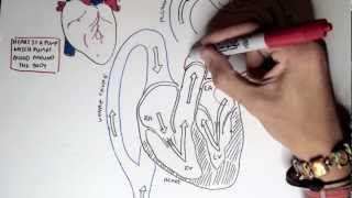 Cardiology  Heart Physiology I Cardiac Myocyte and Membrane Potential [upl. by Lindberg]