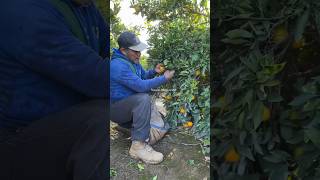 Corte de mandarina con hoja cosecha fruitcultivation agricultura campesinos suscribete citrus [upl. by Di60]