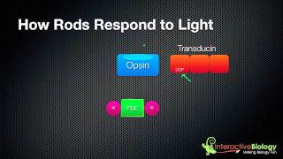 031 How Rods and Cones respond to Light [upl. by Eibor]