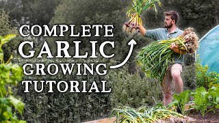 How to Grow Garlic  Simple Steps for HUGE Yields [upl. by Aramas]