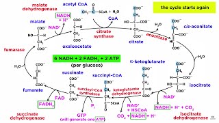 Cellular Respiration Part 2 The Citric Acid Cycle [upl. by Atires815]