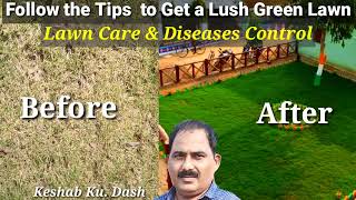 Lawn Grass Care TipsLawn Diseases ControlHow to grow Lawn GrassLawn ki Dekhbhal kaise Kare [upl. by Lupita]