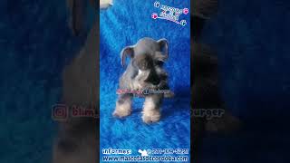 cachorros schnauzer miniatura [upl. by Ecitnerp394]