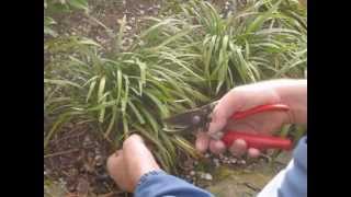 How to cut back and prune ornamental grasses after winter [upl. by Card]