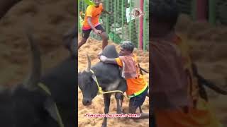 Wow what a catch 😍 tamil jallikattu thanjavur fun funny travel enjoy manjuvirattu village [upl. by Ximenez]