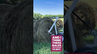 Unrolling hay for Sheep and Cattle in the Ohio Summer farming regenerativefarming [upl. by Saretta]