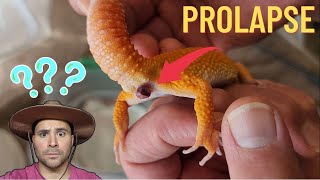 What to do if your male Leopard Gecko has a Prolapsed Hemipene [upl. by Gaye465]