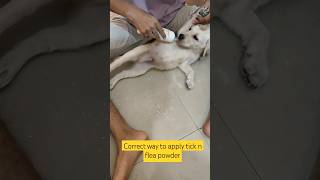 How to apply tick and flea powder on puppy labradorretriever doglover 🦮🪲🪰 [upl. by Macy]