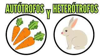 🐔 AUTÓTROFOS y HETERÓTROFOS su alimentación clasificación definición nutrición biología [upl. by Lanita520]