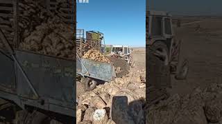 Old truck unloading mountain yam [upl. by Leicester]