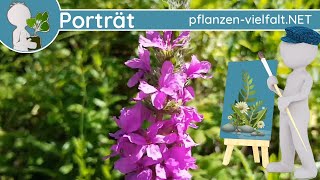 🖼️ Porträt 142  Gewöhnlicher Blutweiderich Lythrum salicaria  WildpflanzenSteckbrief Essbar [upl. by Nnateragram]