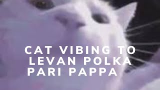 Cat Vibing and Dancing to Levan Polkka pari papa paripiri [upl. by Odyssey]