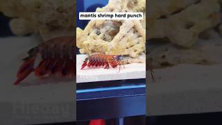 Mantis shrimp hard punch mantis shrimp animals animalshorts [upl. by Alecia77]