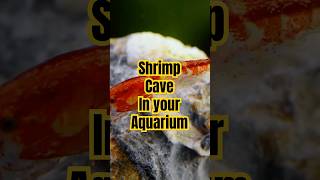 Creating the Perfect Shrimp Cave for Your Aquarium easyfishkeepingindia [upl. by Velda616]