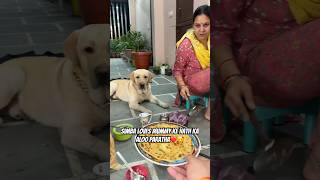 Simba bhi Khayega Aloo Paratha😍❤️ vlog doglover pets minivlog ytshorts dogshorts [upl. by Nilrem975]