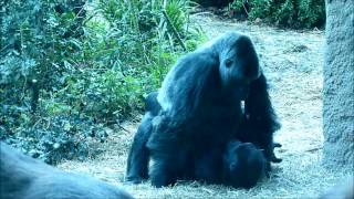 Gorilla Baby Love at the Zoo [upl. by Layla51]