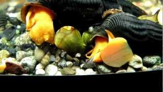 Tylomelania sp Pure Orange Bright Orange Sulawesi Snail Poso Orange Rabbit оранжевая [upl. by Leora]