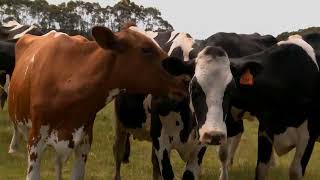 Heat detection methods to maximise dairy cow fertility [upl. by Suivatnad]