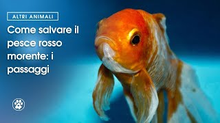 Come salvare il pesce rosso morente i passaggi  Amoreaquattrozampeit [upl. by Brook839]