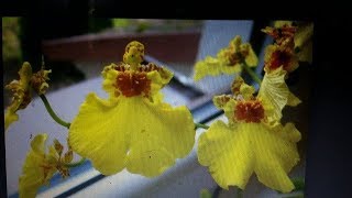 Lots of Spikes on Oncidium  Oncidium Dancing lady Taka [upl. by Cahra]