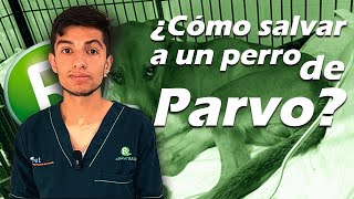 ¿Qué pasa si mi perro tiene parvovirus [upl. by Gabbie]