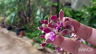 Encyclia Maderoi rubra 🌸 [upl. by Arak]