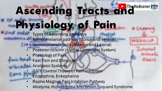 Ascending tracts Physiology of Pain Brown Sequard Syndrome [upl. by Wallach]