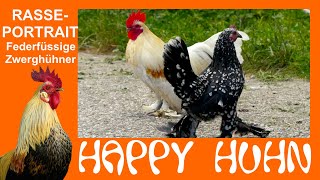 E94 Federfüßige Zwerghühner im Rasseportrait bei HAPPY HUHN  Dutch booted bantam Sabelpoot chicken [upl. by Niattirb]