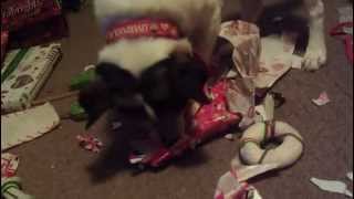 Jack Russell dog opens his own Christmas presents Opening his present from Daddy [upl. by Simaj]